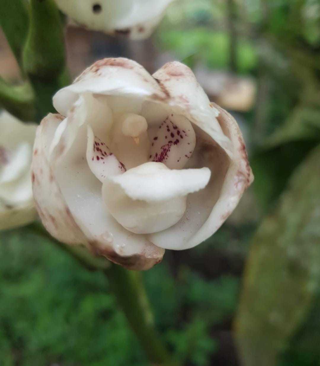 Imagem de Orquídea-pomba