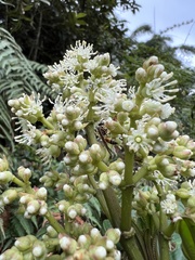 Miconia cundinamarcensis