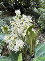 Miconia cundinamarcensis