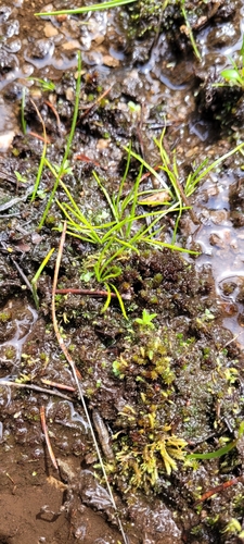 Image of Isoetes minima by no rights reserved
