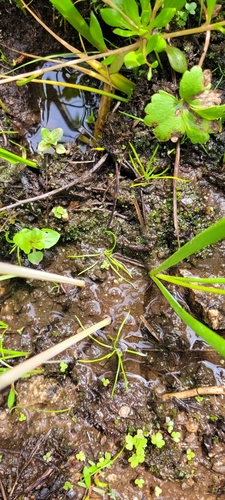 Image of Isoetes minima by no rights reserved
