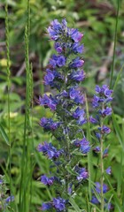 Echium vulgare