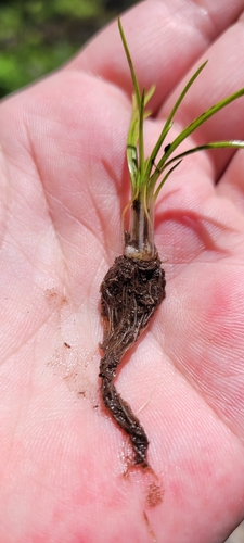 Image of Isoetes minima by no rights reserved