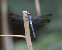 Cannaphila insularis