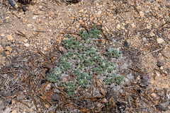 Lupinus breweri bryoides