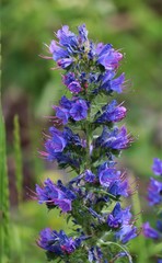 Echium vulgare