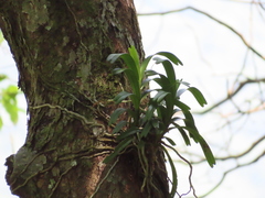 Cleisostoma paniculatum