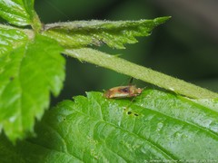 Phytocoris tibialis