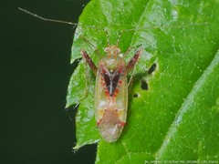 Phytocoris tibialis
