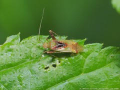 Phytocoris tibialis