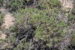 Artemisia rothrockii
