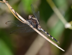 Erythemis plebeja