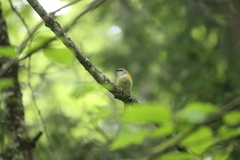 Setophaga ruticilla image