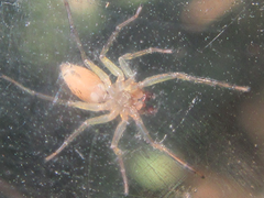 Araneae