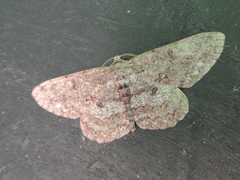 Hypomecis punctinalis