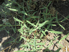 Gypsophila oldhamiana