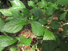 Symplocos sawafutagi