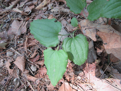 Smilax sieboldii