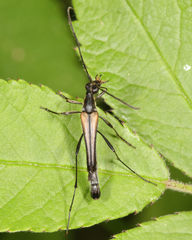 Strangalia acuminata