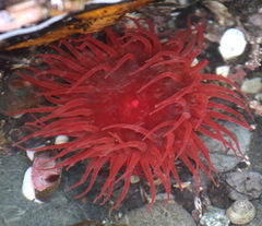 Aulactinia