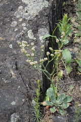 Goniolimon speciosum