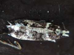 Aroga mesostrepta