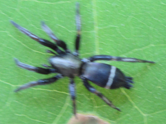 Hitobia unifascigera