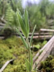 Epilobium strictum