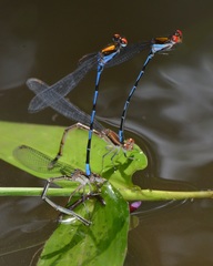 Argia oenea