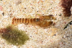 Alpheus armillatus