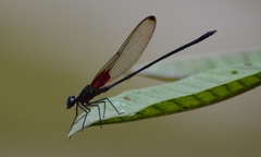 Hetaerina cruentata