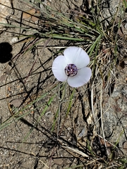 Calochortus invenustus
