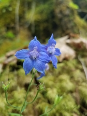 Delphinium menziesii