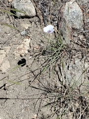 Calochortus invenustus