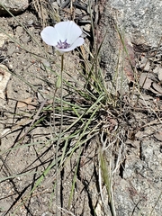 Calochortus invenustus