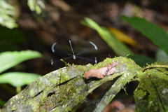 Mecistogaster linearis