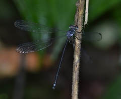 Philogenia carrillica