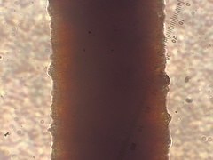 Brachytheciastrum velutinum
