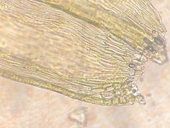 Brachytheciastrum velutinum