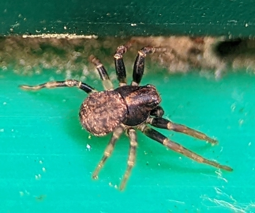Eurasian Leaflitter Crab Spider photo 5
