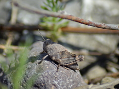Bryodemella