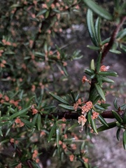Cercocarpus ledifolius