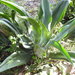 Agave guadarramae - Photo (c) Juan Carlos López Domínguez, some rights reserved (CC BY-NC), uploaded by Juan Carlos López Domínguez
