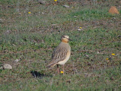 Oreopholus ruficollis