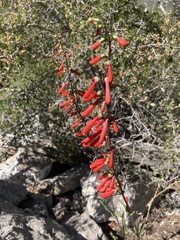 Penstemon eatonii