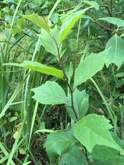 Maclura tricuspidata