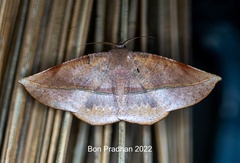 Sarcinodes restitutaria