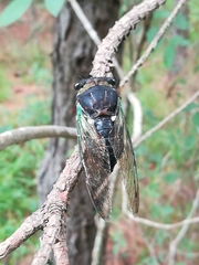 Neotibicen tibicen tibicen