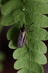 Bibio xanthopus