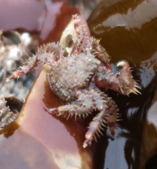Hapalogaster